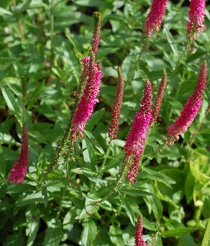 Veronica spicata rosea