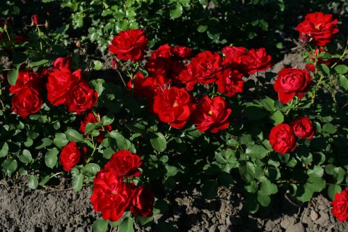 Rosa 'Marlena' Pôdopokryvná