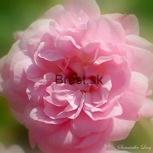 Rosa 'The Fairy'  pôdopokryvná  9*9