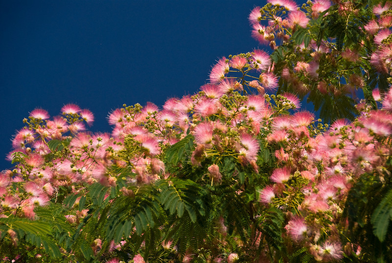 Albizia julibrissin 40-60cm