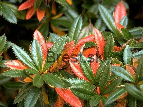 Berberis 'Julianae'