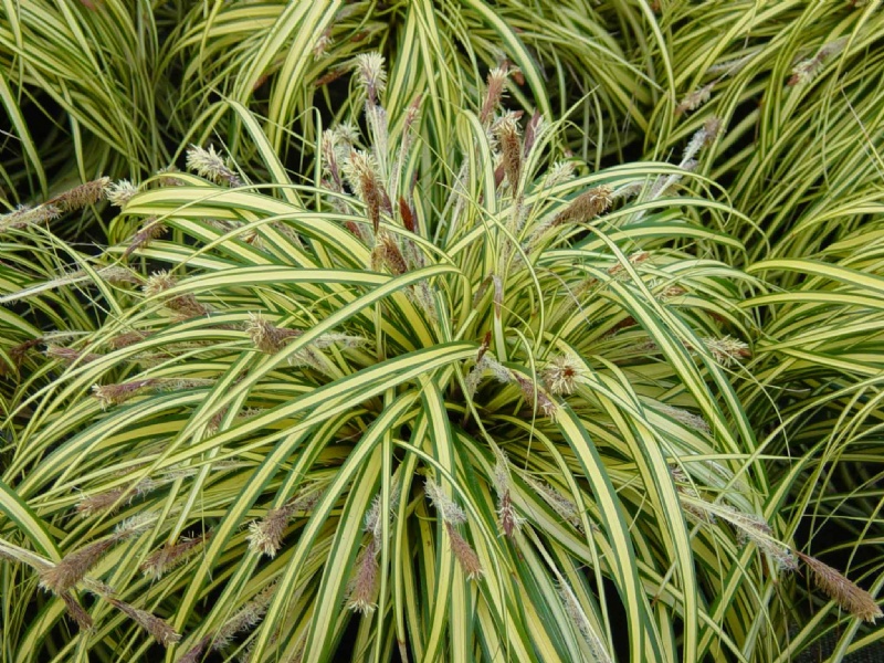 Carex osimensis "evergold"