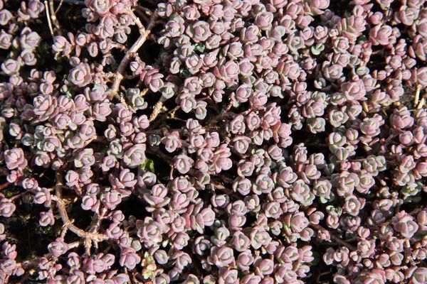 Sedum cyaneum 'Sachalin' 