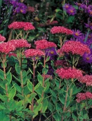 Sedum 'Herbstfreude' 