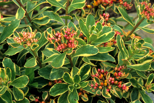Sedum kamtschaticum 'Variegatum' 