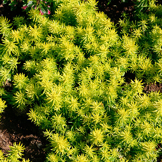 Sedum reflexum 'Angelina'