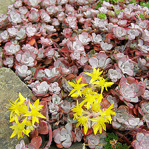 Sedum spathulifolium 'Purpureum' 