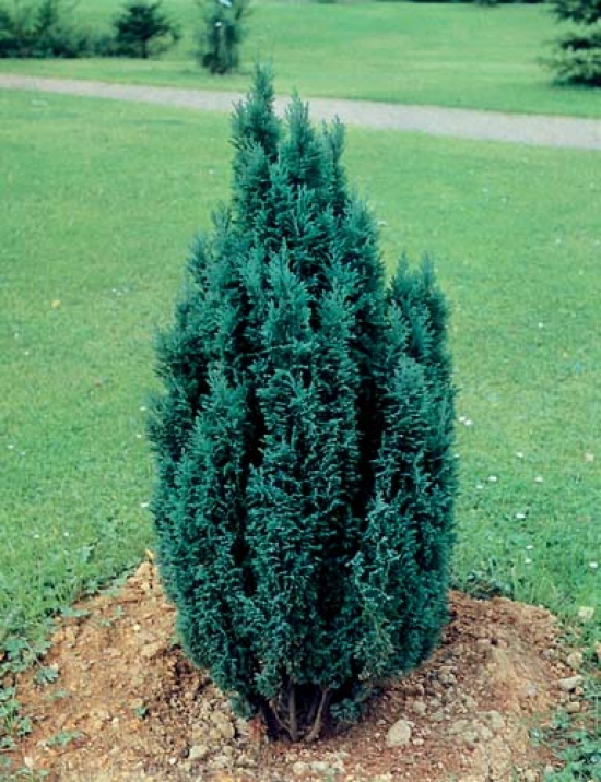 Chamaecyparis lawsoniana 'Ellwoodii'