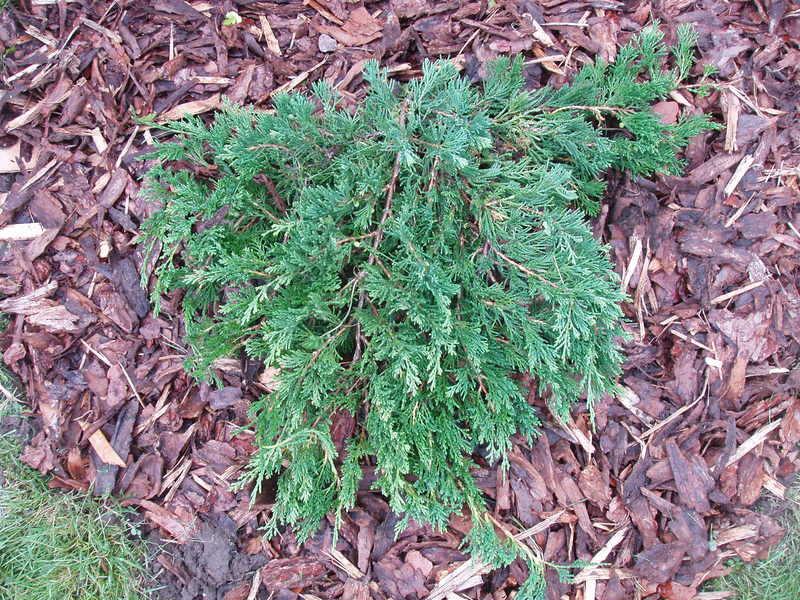 Juniperus horizontalis 'Andorra Compacta' 