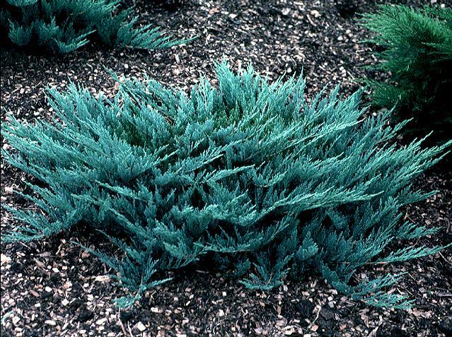 Juniperus horizontalis 'Blue Chip' 