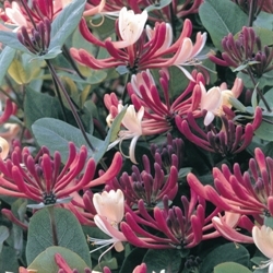 Lonicera japonica purpurea