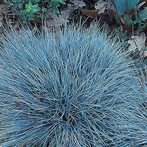 Festuca glauca 'Elijah Blue' 