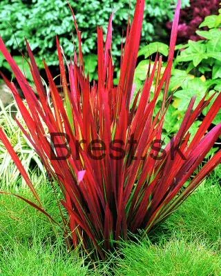 Imperata cylindrica 'Red Baron'