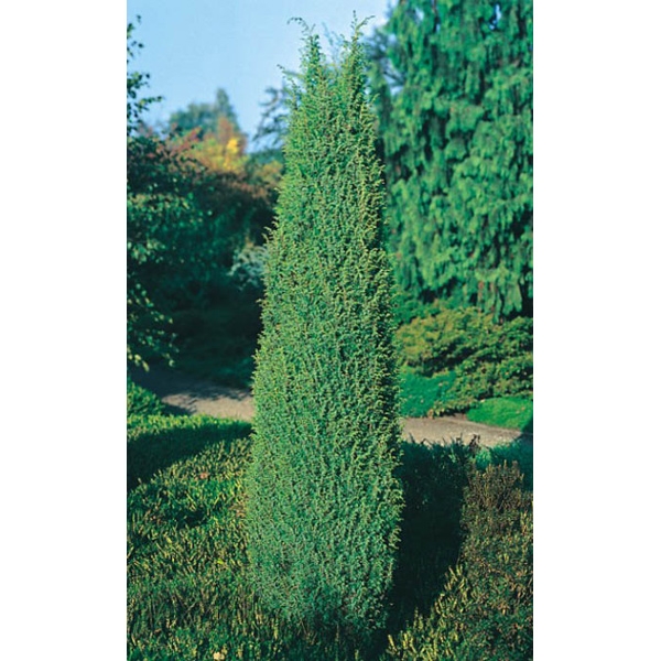 Juniperus communis 'Hibernica'