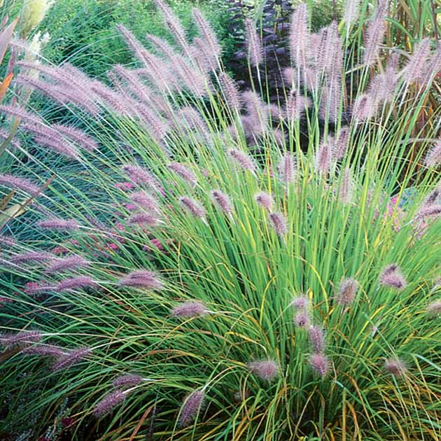 Pennisetum alopecuroides 'Hameln' 2 lit.