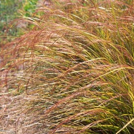 Stipa arundinacea