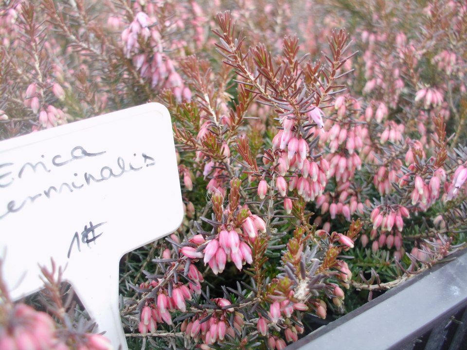 Erica carnea 'Rosea'