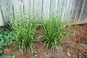 Miscanthus sinensis 'Gold Bar'
