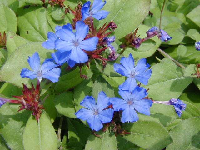Ceratostigma plumbaginoides  
