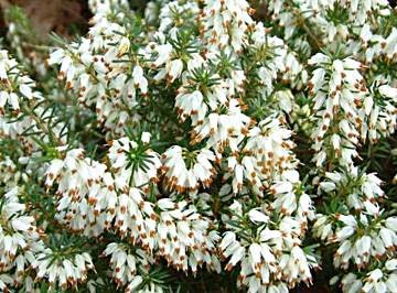 Erica carnea 'Isabell'