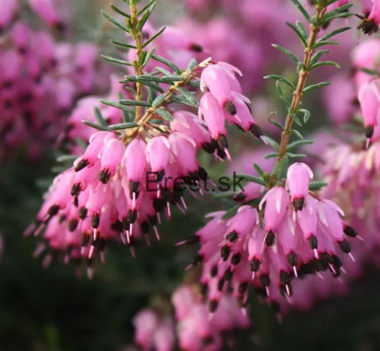 Erica carnea 'Atrorubra'