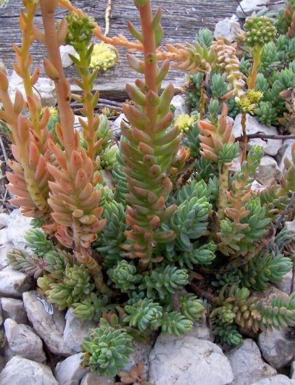 Sedum sediforme 'Silver' 