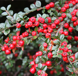 Cotoneaster x suecicus 'Coral Beauty' 