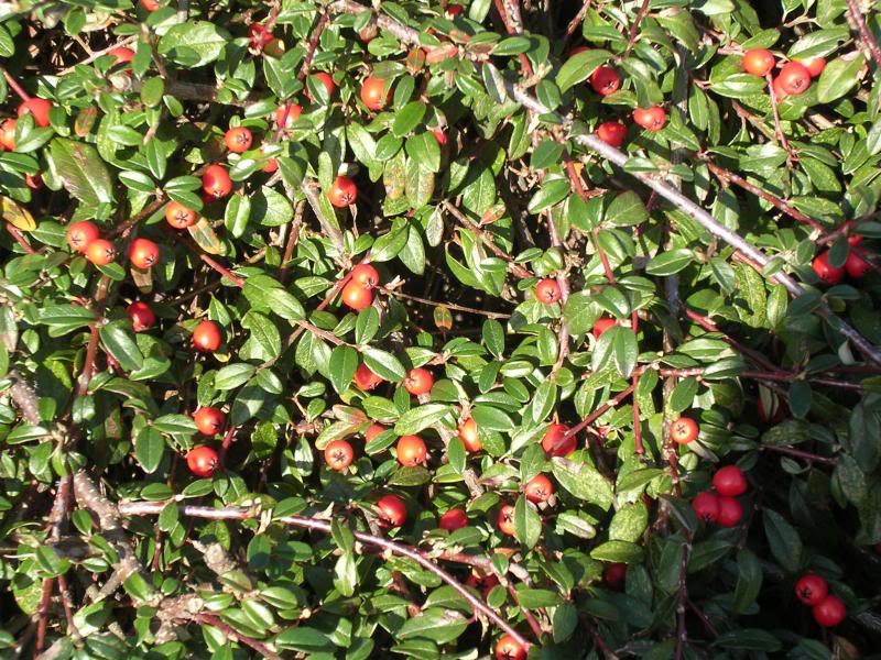 Cotoneaster buxifolia 'Nana'