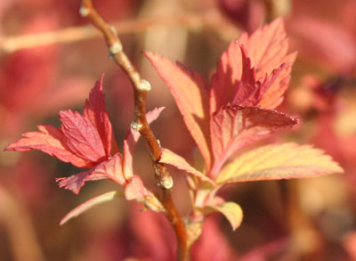 Spiraea japonica 'Elegant'