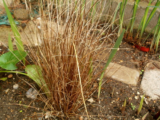 CAREX buchananii 'Red Rooster'