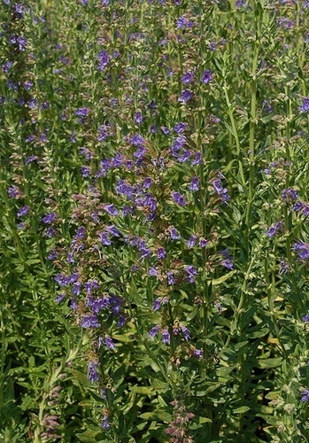 Hyssopis officinalis