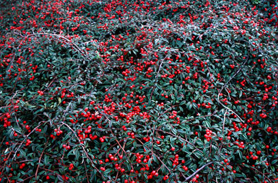 Cotoneaster salicifolius 'Gnom'