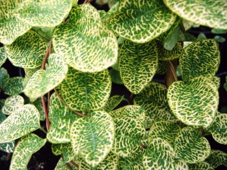 Lonicera japonica 'Aureoreticulata'  