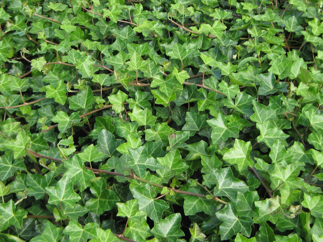 Hedera helix 'Hibernica'