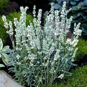 Lavandula angustifolia 'Ellagance snow'