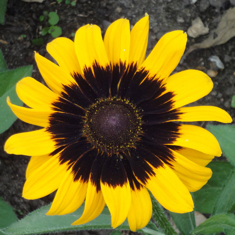 RUDBECKIA hirta 'Sonora' 