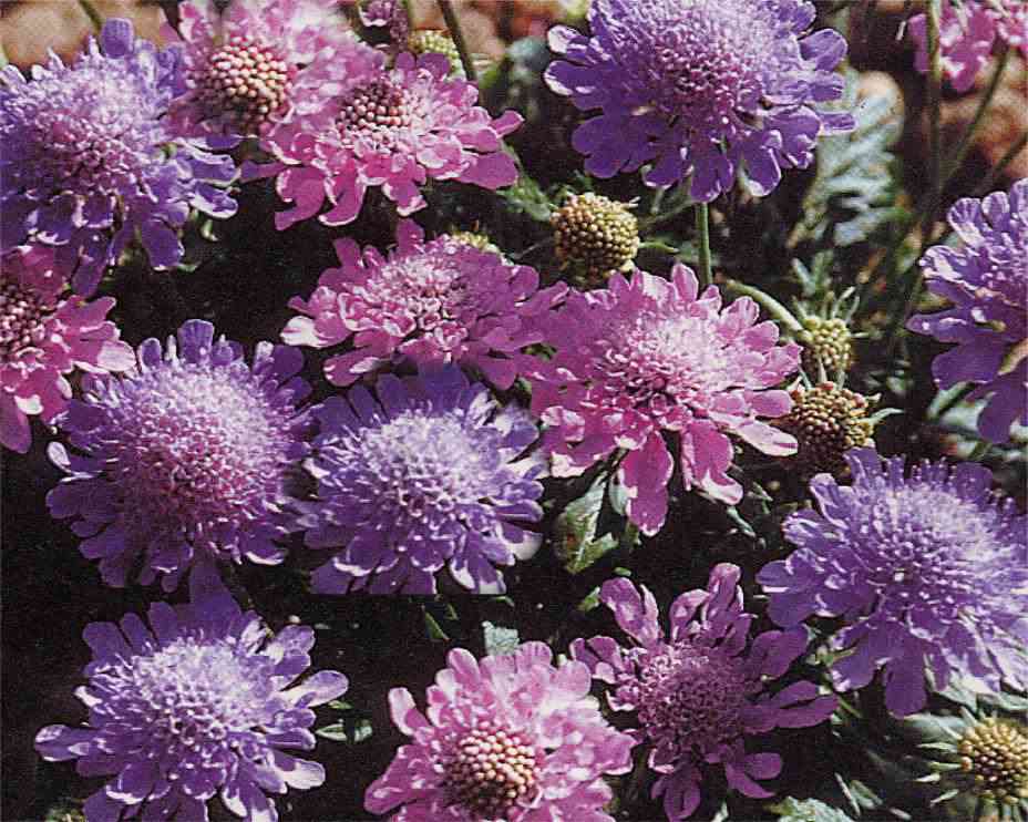 Scabiosa columbaria 'Misty Butterflies'