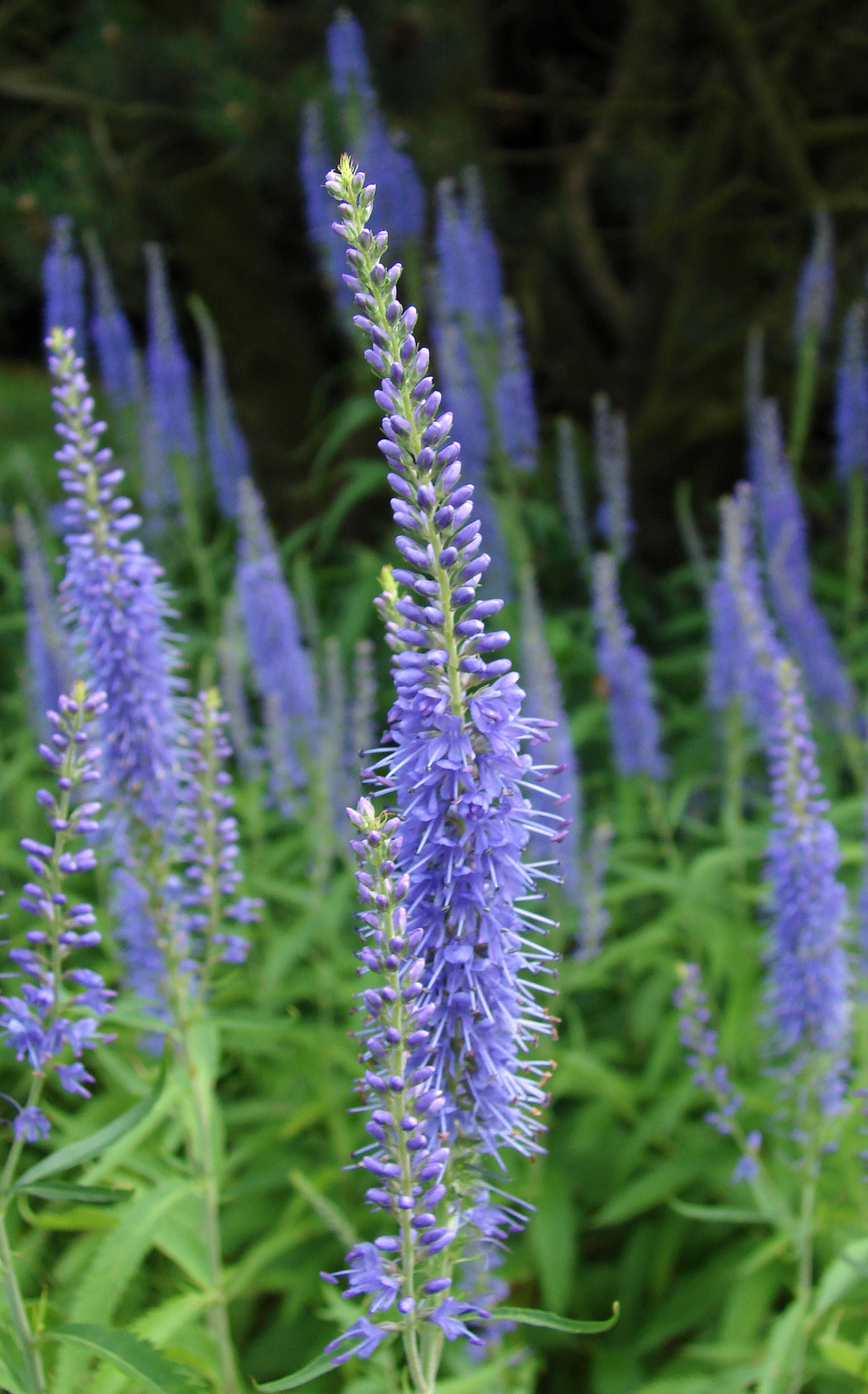 Veronica longifolia blue
