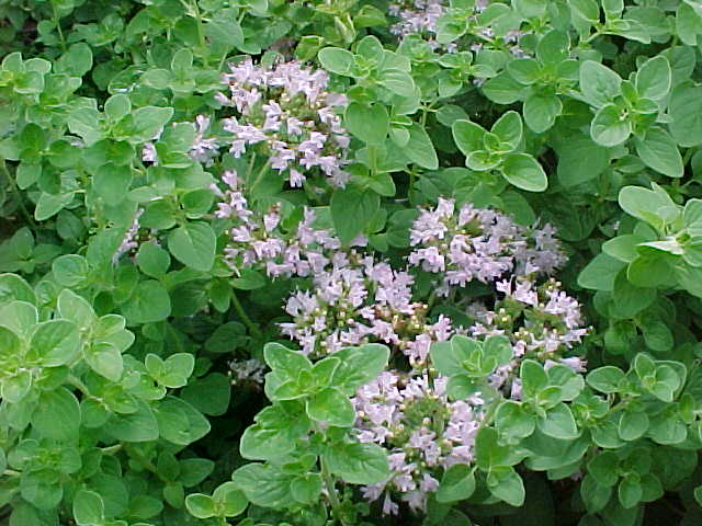 Origanum vulgare
