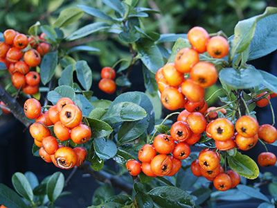 Pyracantha 'Mohave' 2,5l