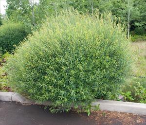 Salix purpurea 'Nana'