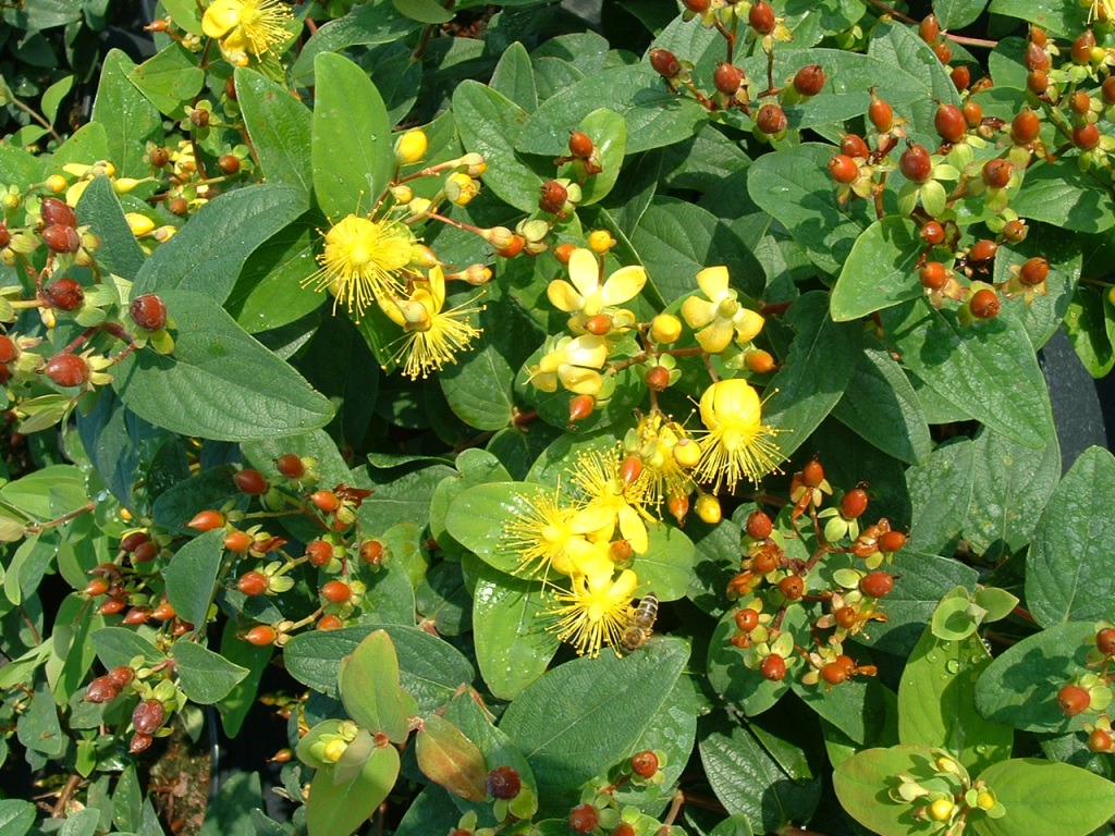 Hypericum inodorum 'Rheingold'