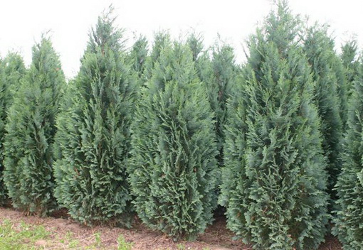 Chamaecyparis lawsoniana columnaris