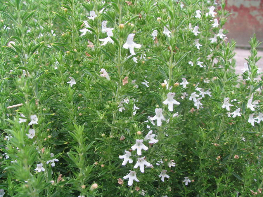 Satureja hortensis