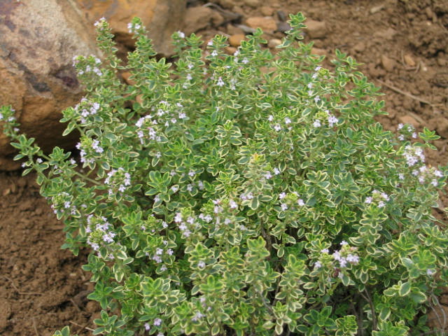 Thymus x citriodorus