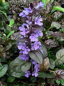 Ajuga reptans 'Braunherz' 