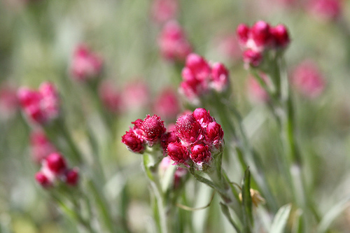 Antennaria dioica 'Rubra' 