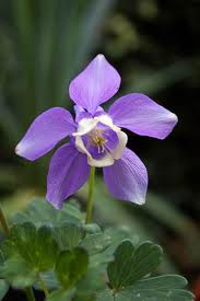 Aquilegia flabellata 'Ministar' 