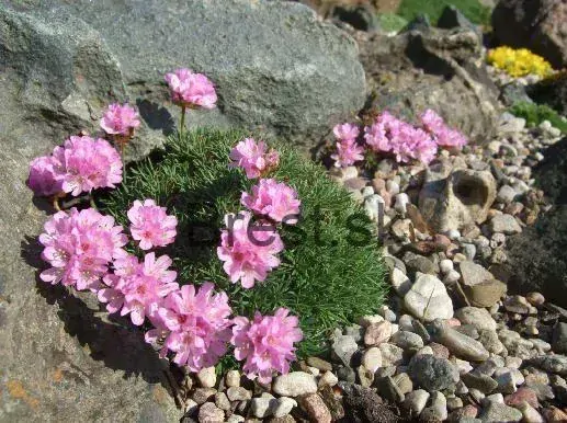 Armeria juniperifolia 