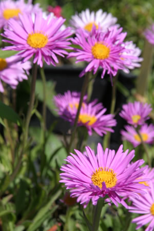 Aster alpinus 'Happy End'